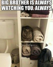 Always watching memes